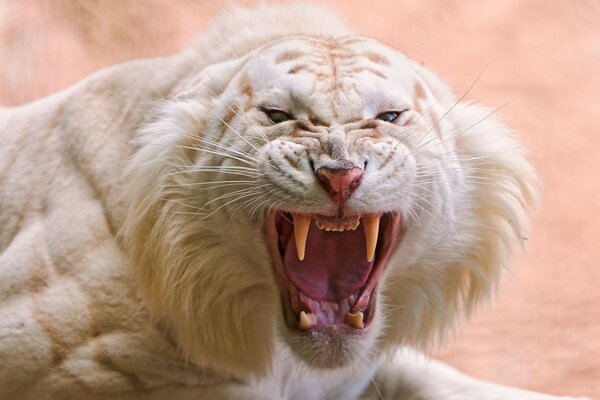 A white tiger with blue eyes growls