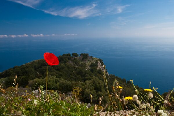 Amapola en la cima de un acantilado en el cielo