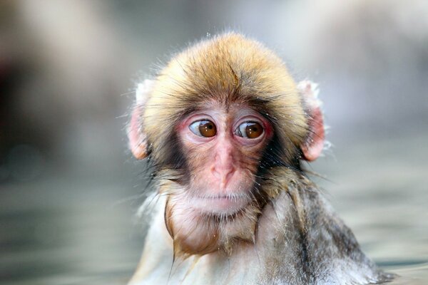 Smutne spojrzenie mokrej małpy
