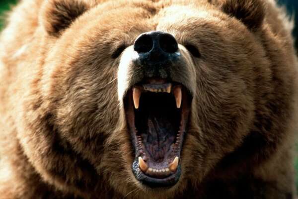 The roar of a huge grizzly bear