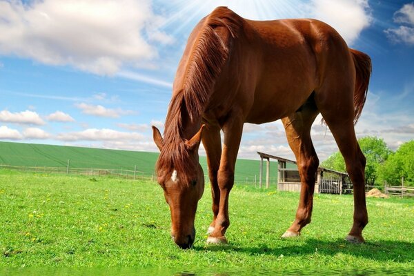 Ein rotes Pferd kneift Gras auf einem grünen Feld