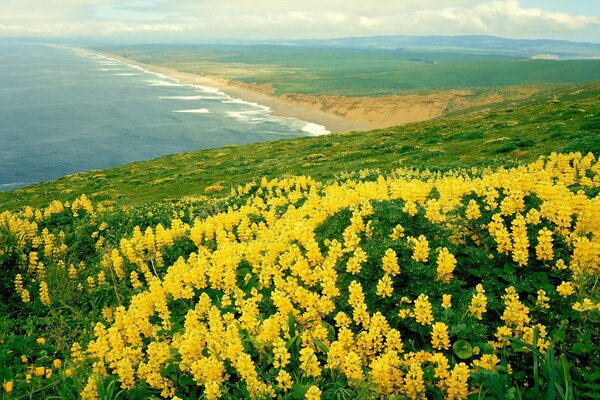 Krajobraz górska dolina z żółtymi kwiatami