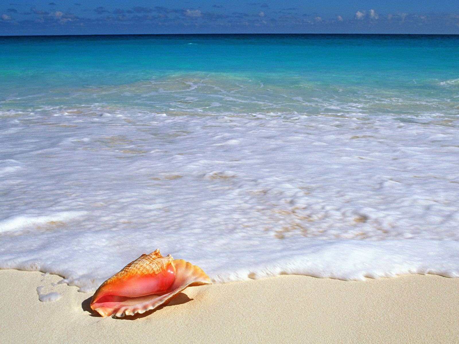 mer mousse coquillage