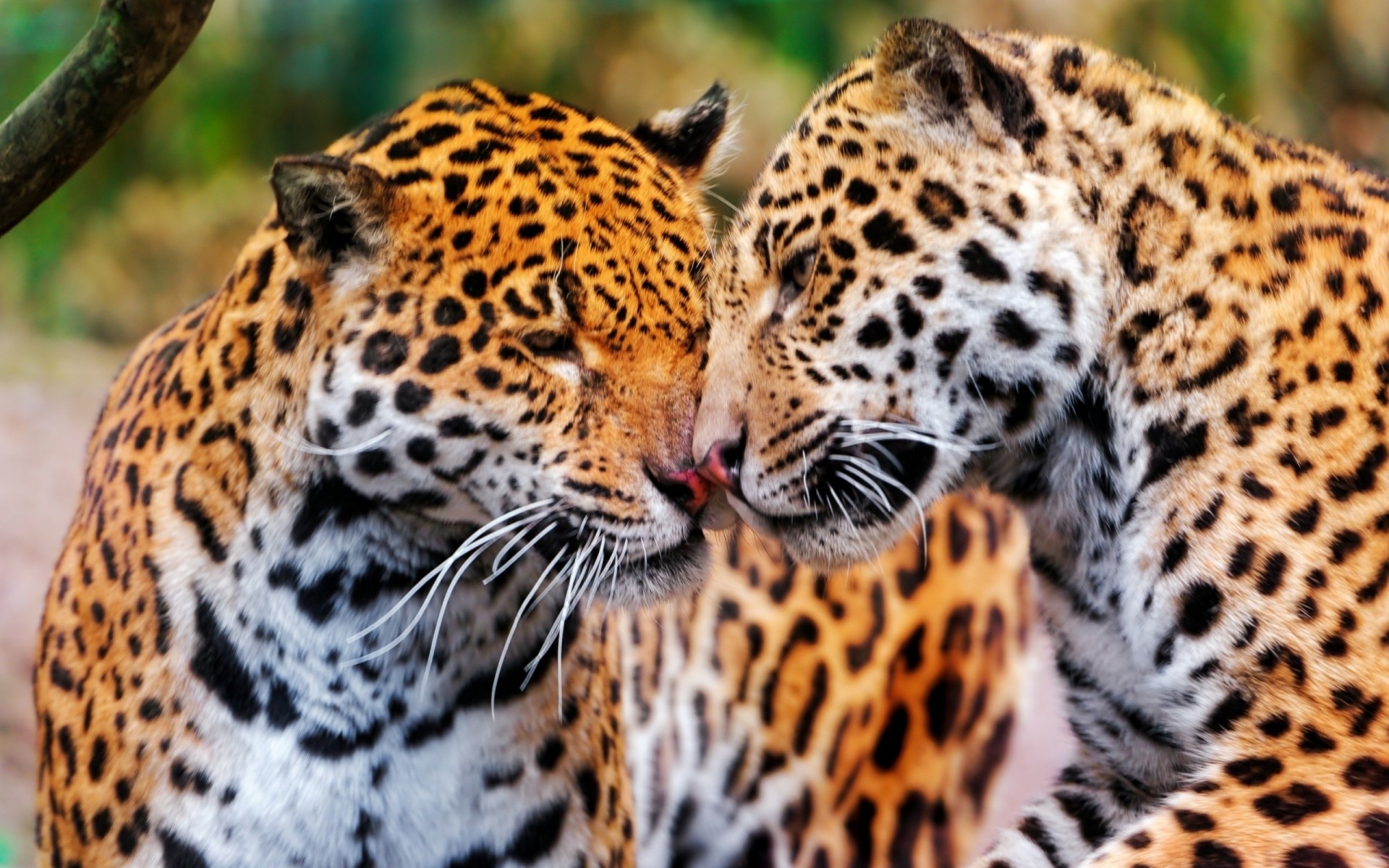 wild cats teeth jaguars the pair