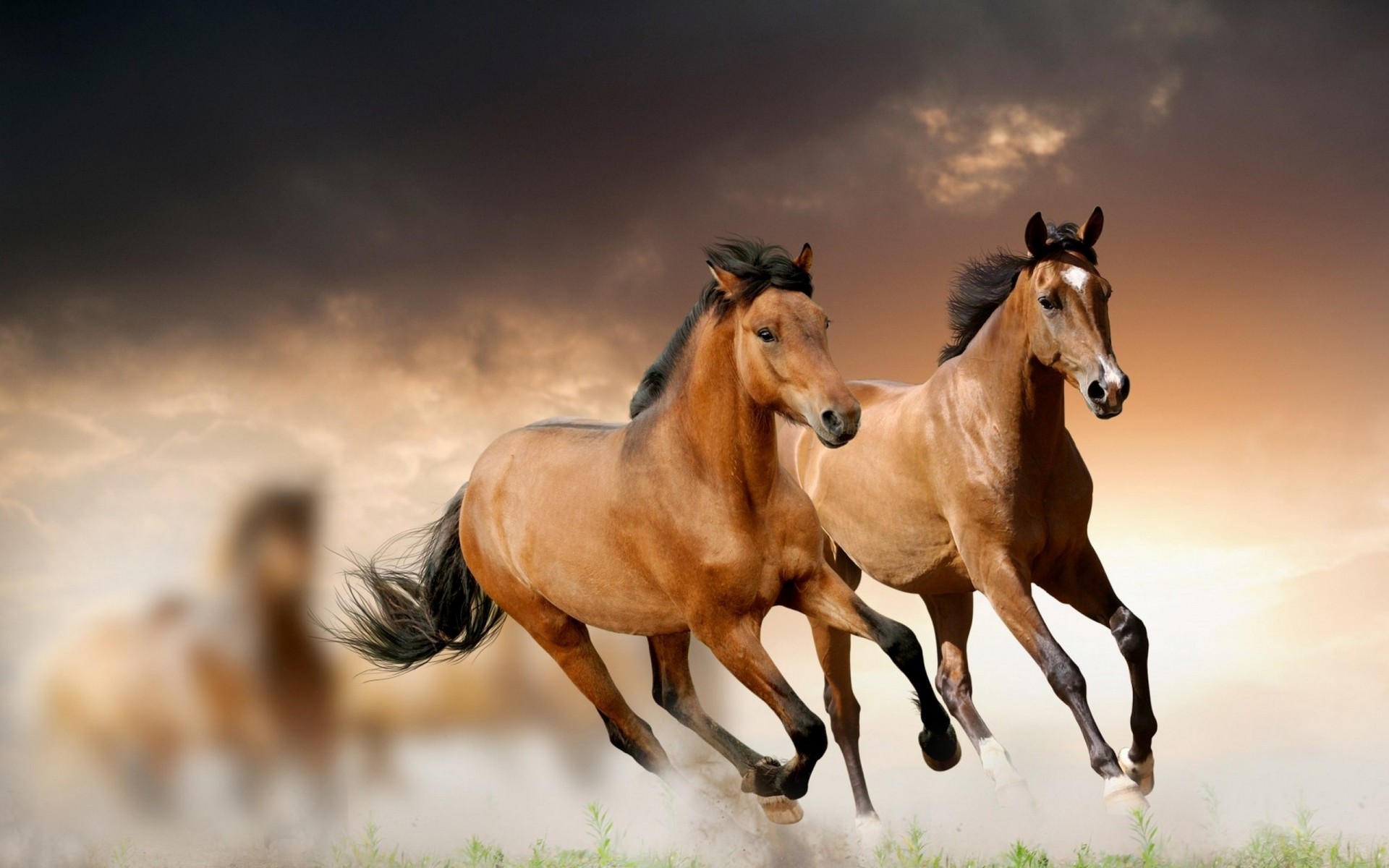 course chevaux herbe nuages