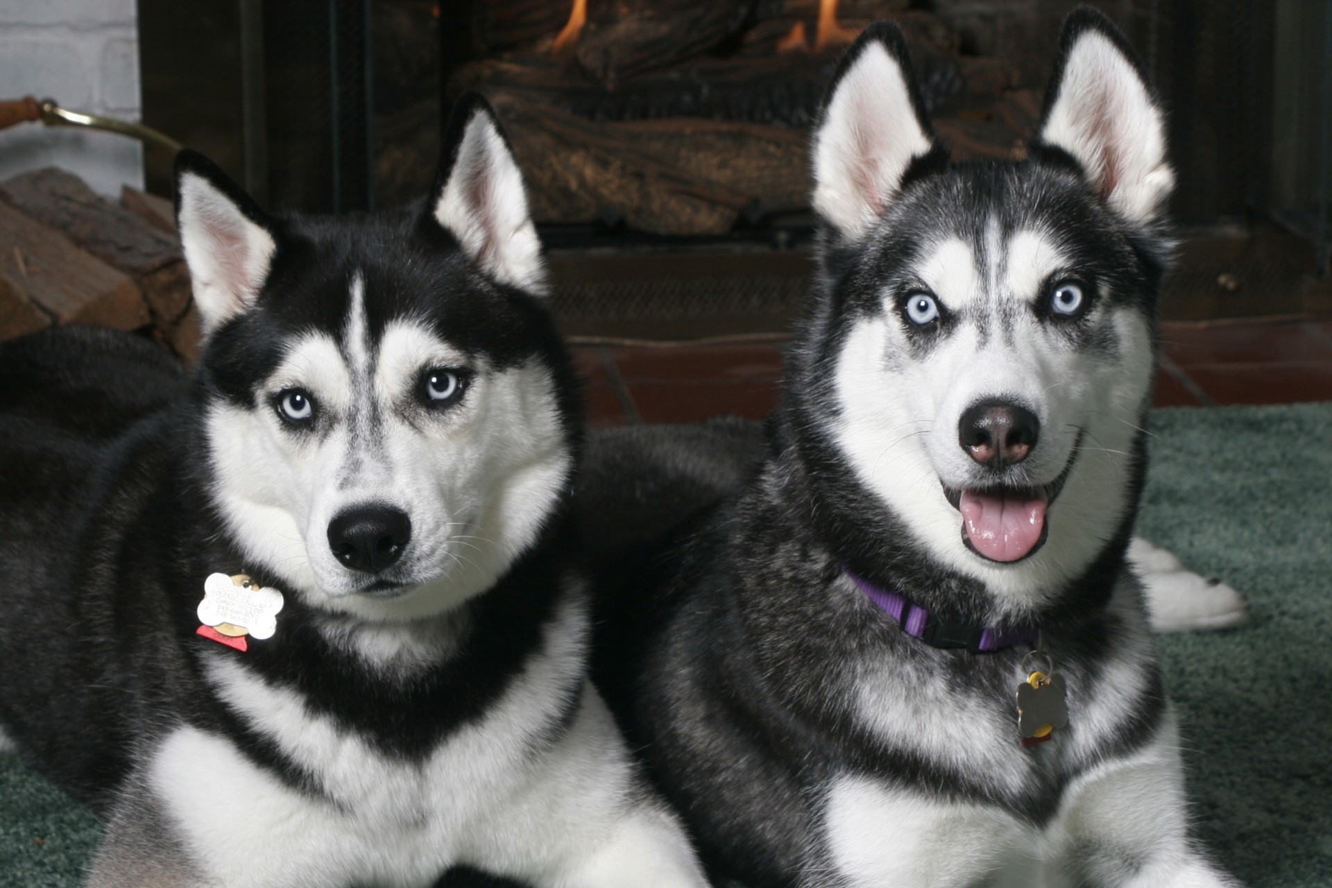 potted husky dogs views the pair