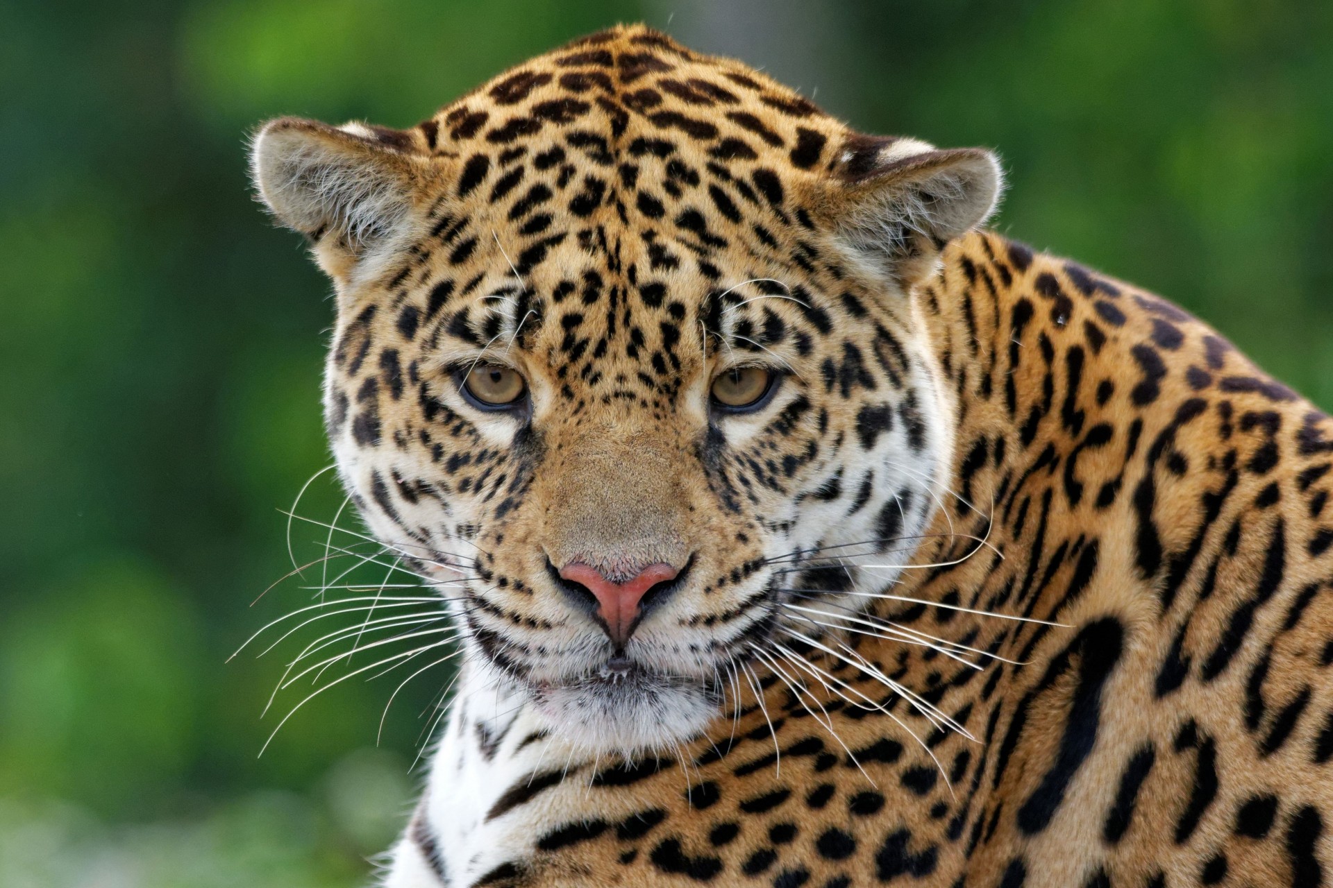 dientes especie leopardo