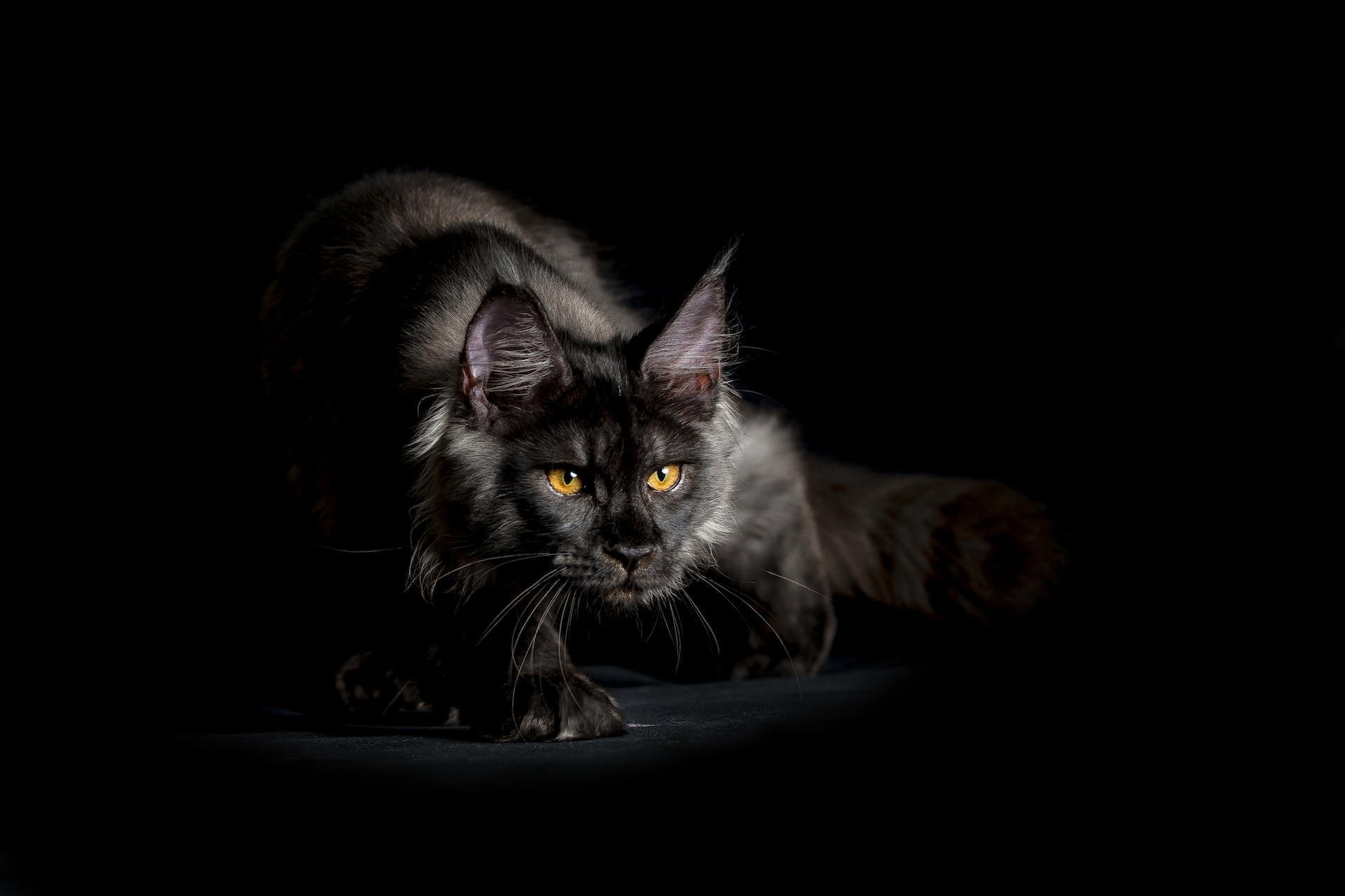 shaggy hintergrund ansicht schwarz katze maine coon