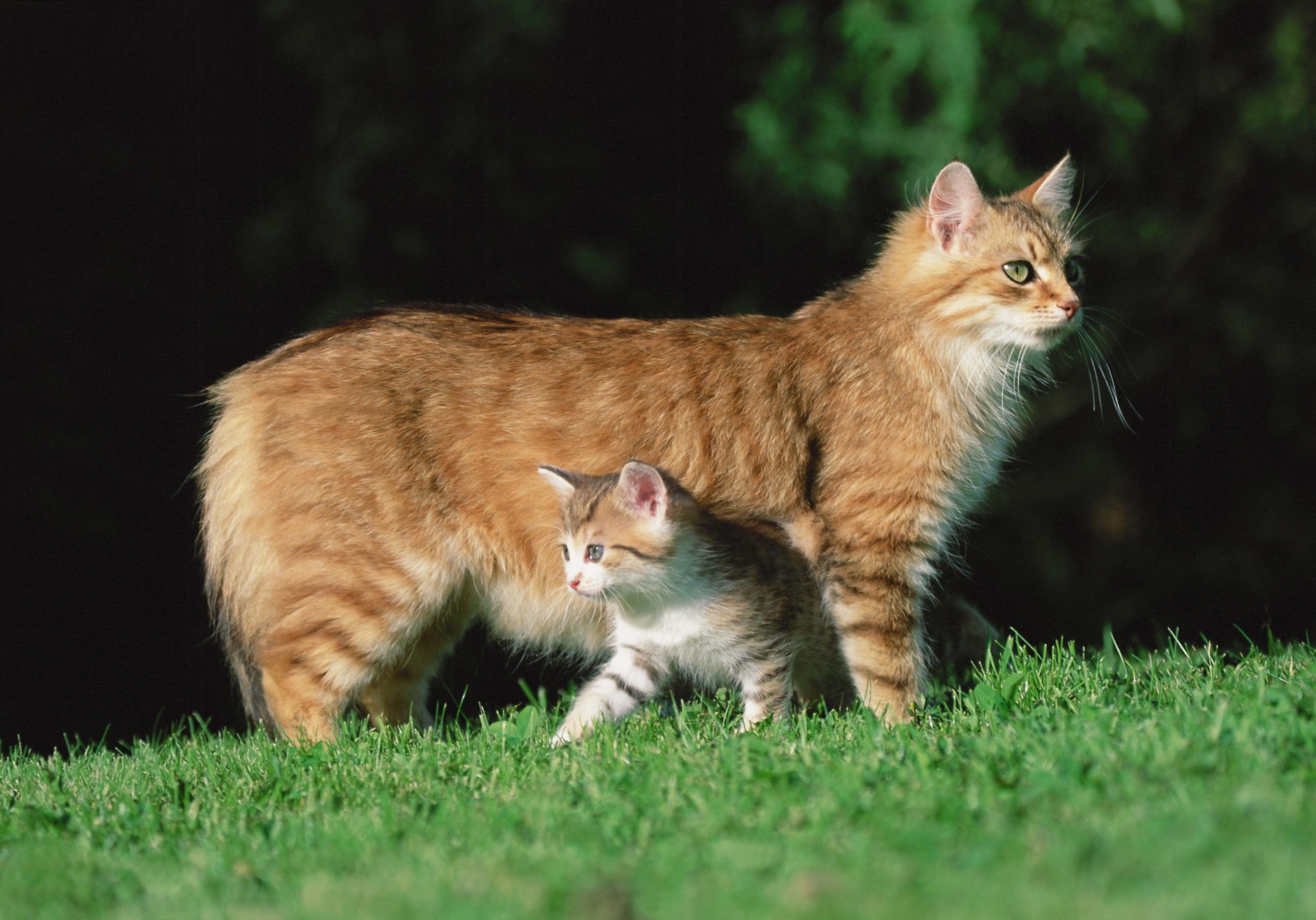 chat herbe