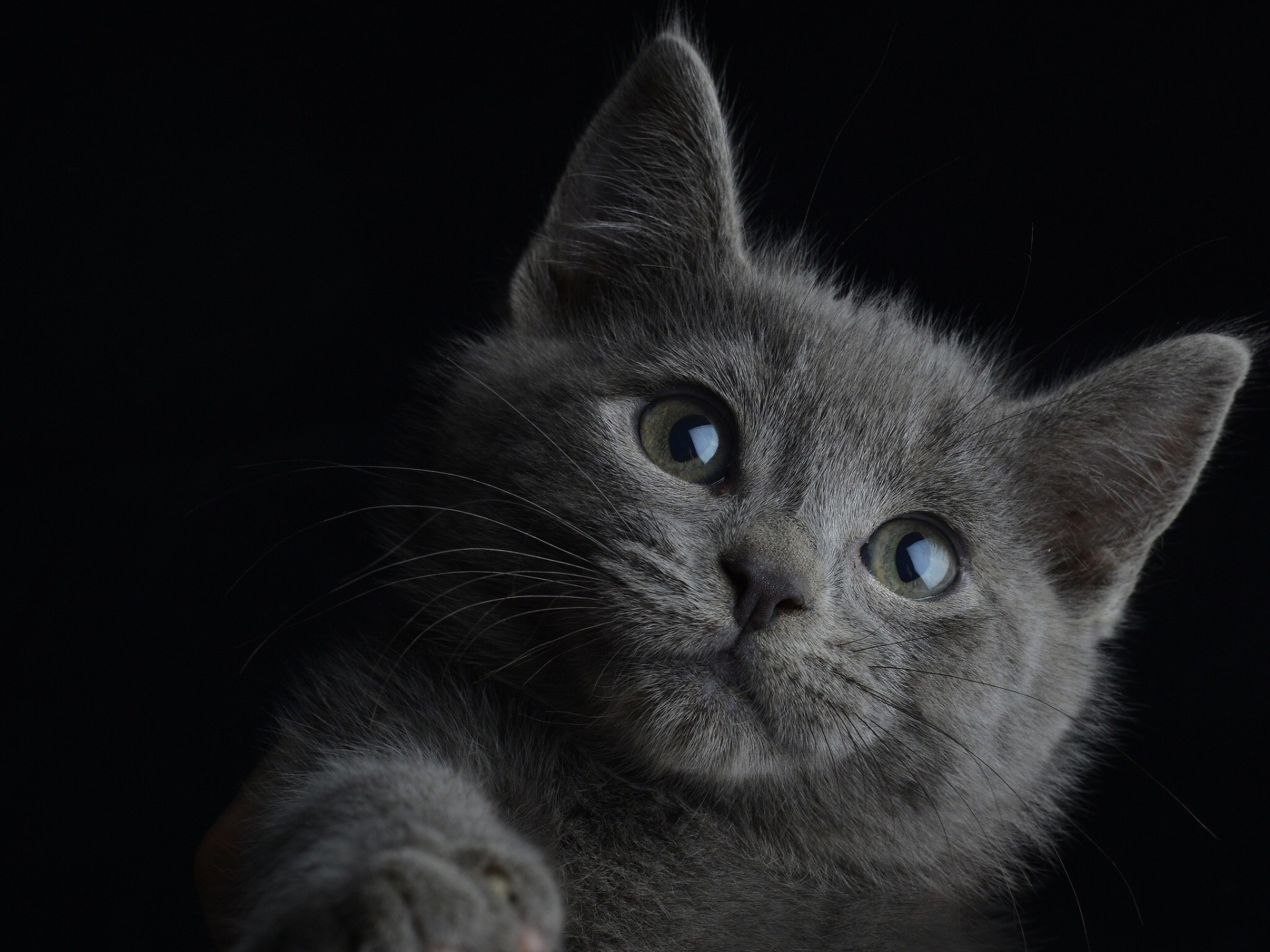 gato fondo negro retrato