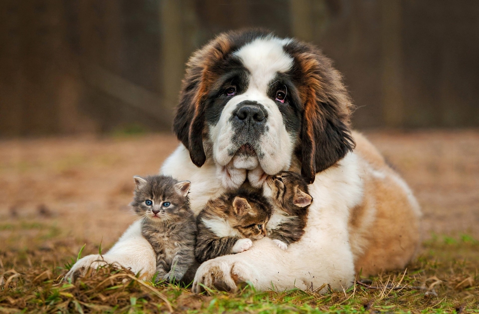 positiv natur hund katzen bernstein kätzchen