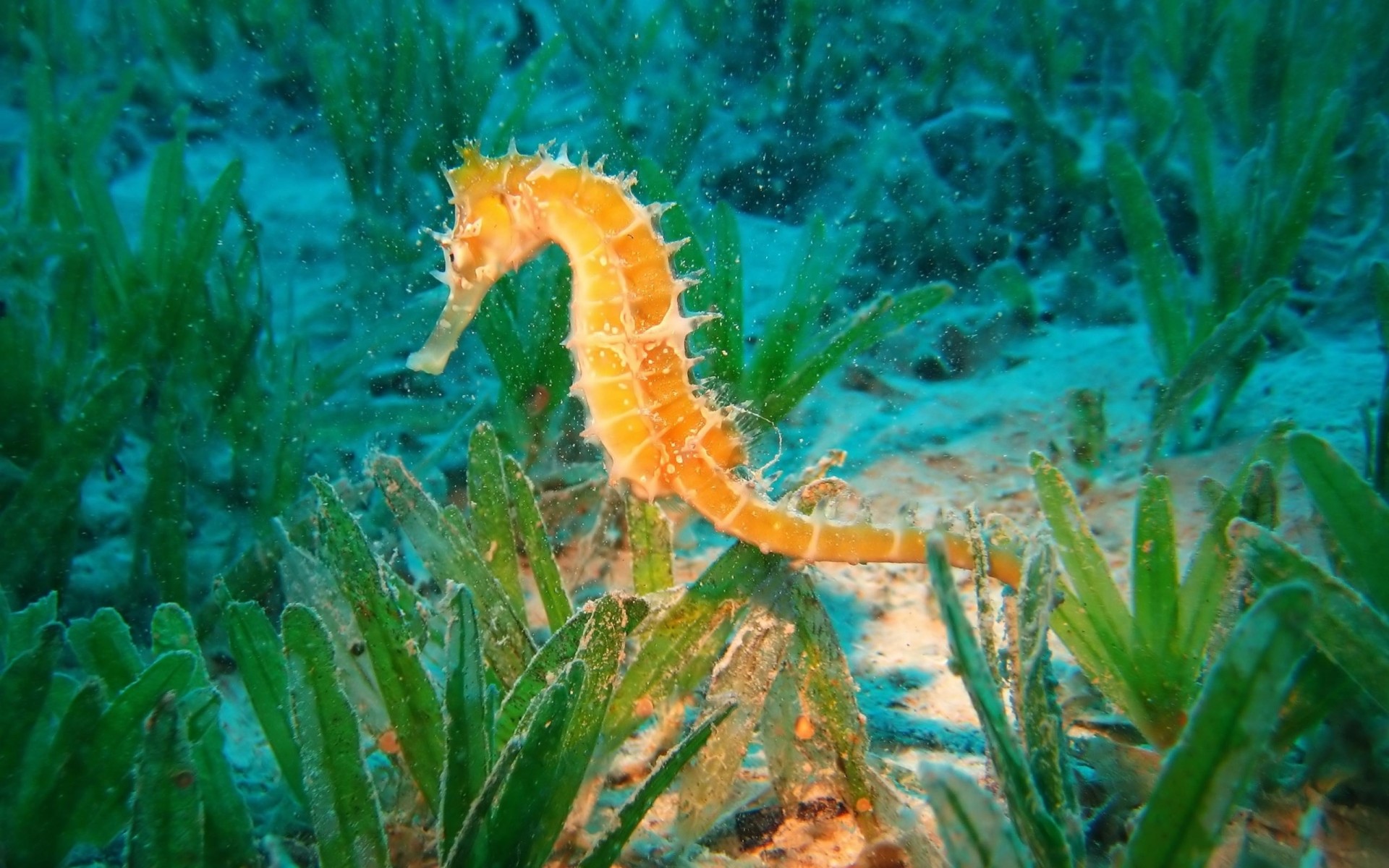 sott acqua cavalluccio marino pennellate