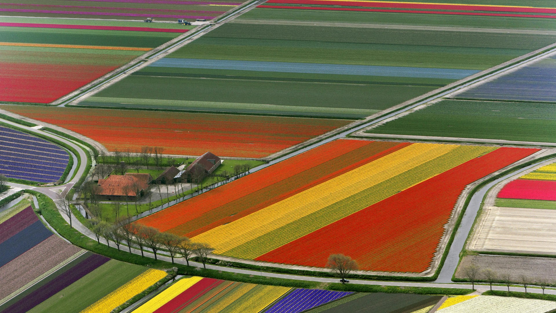 the field tulips the netherland