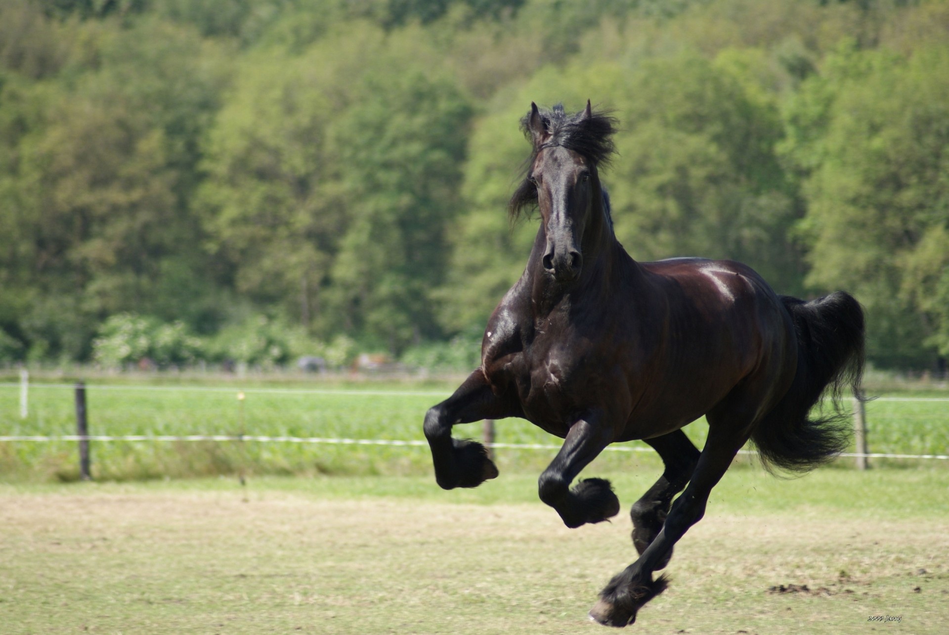 running horse canter