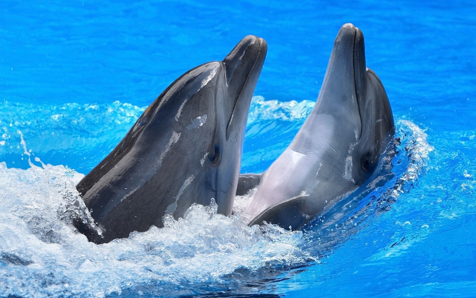 delfino divertimento animale acqua