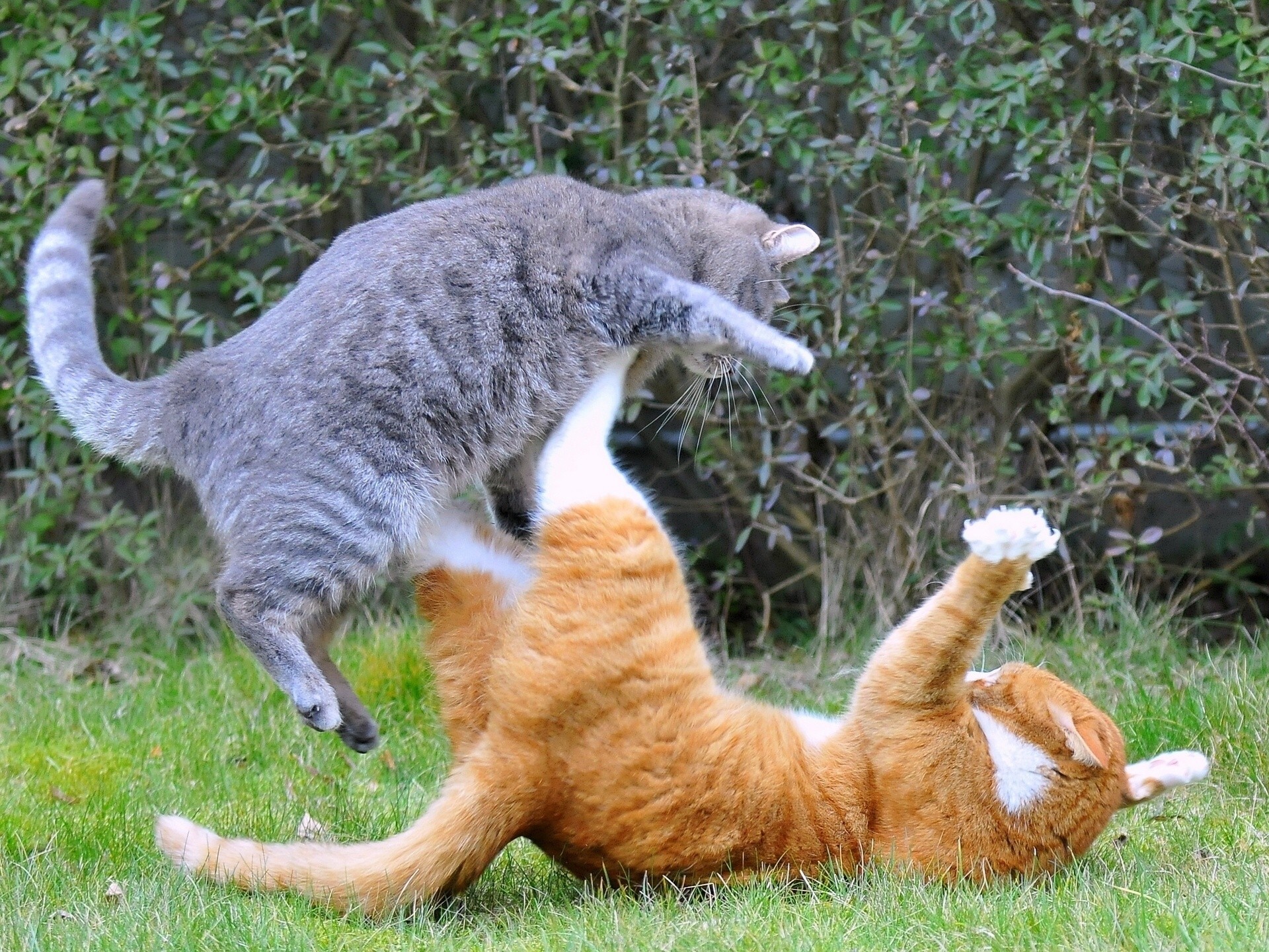 gatti lotta situazione attacco difesa