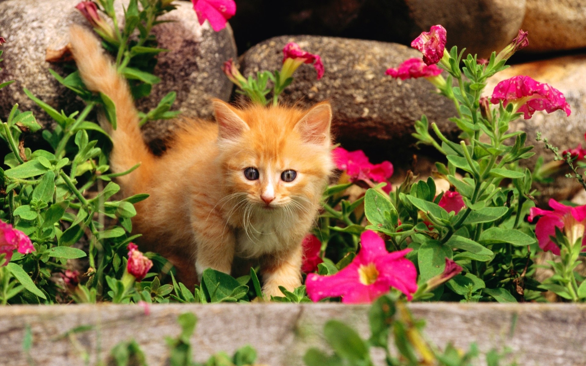 katze muschi muschi blumen rot kote