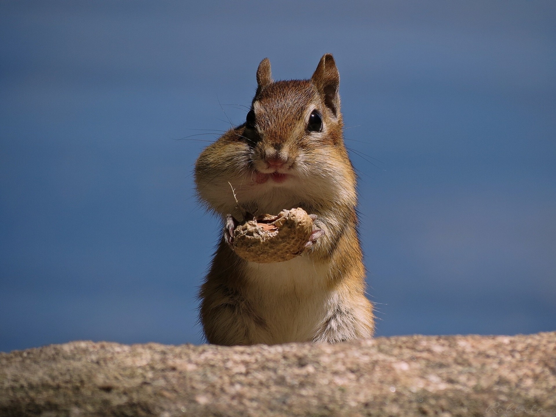 noce arachidi chipmunk