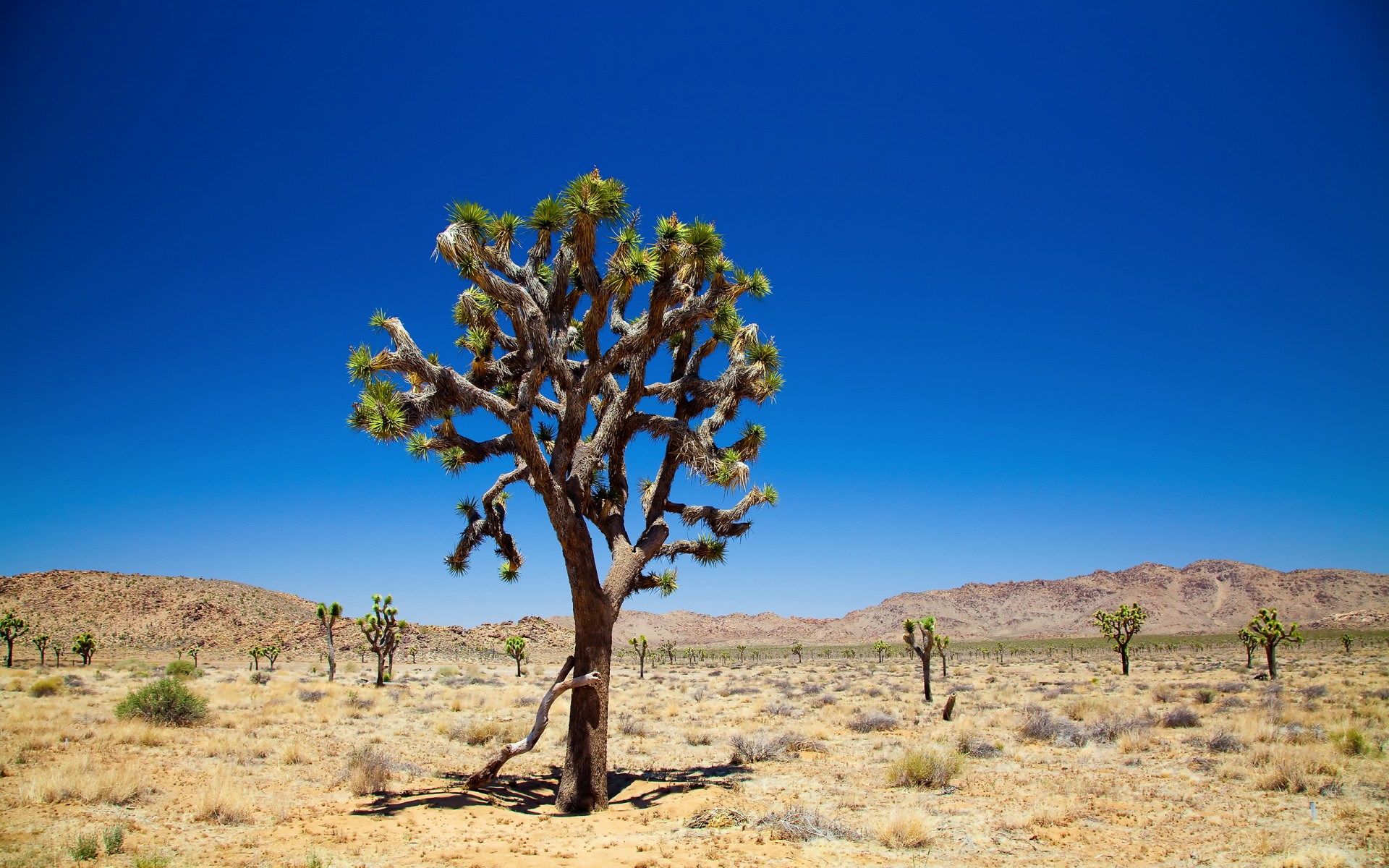 joshua tree himmel bäume wüste joshua tree national park joshua tree wüste gemälde