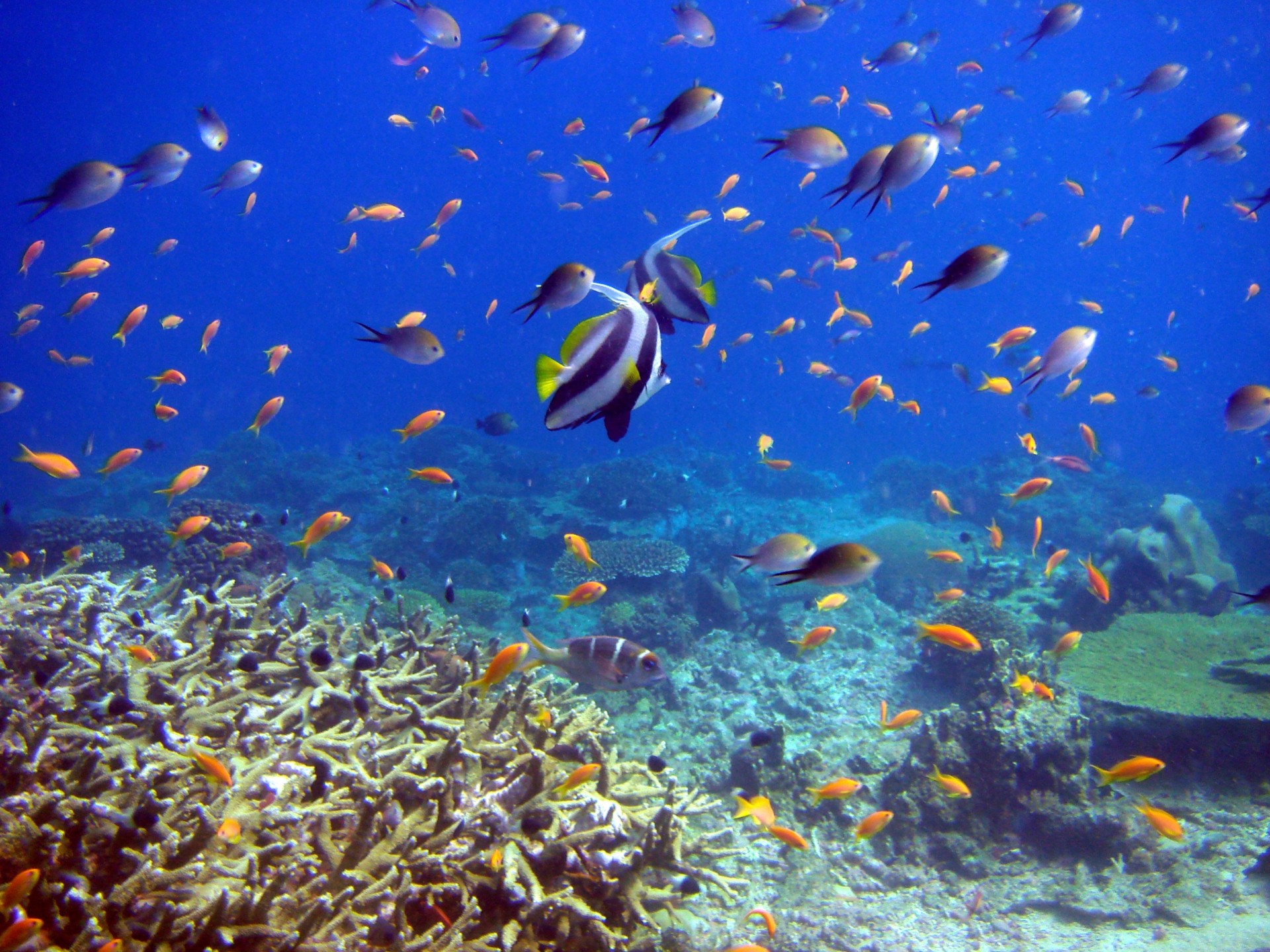 bajo el agua peces corales