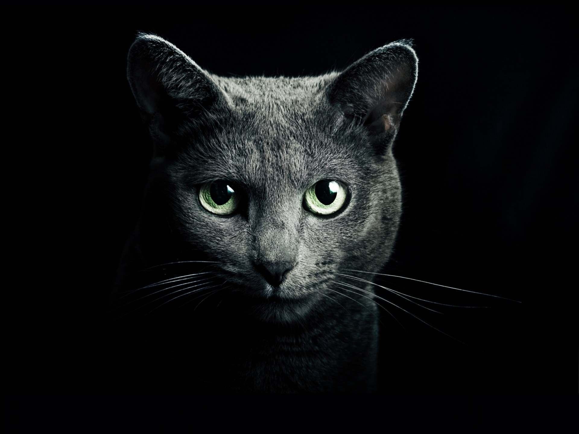 gris bleu yeux race russe fond noir vue chat verdure