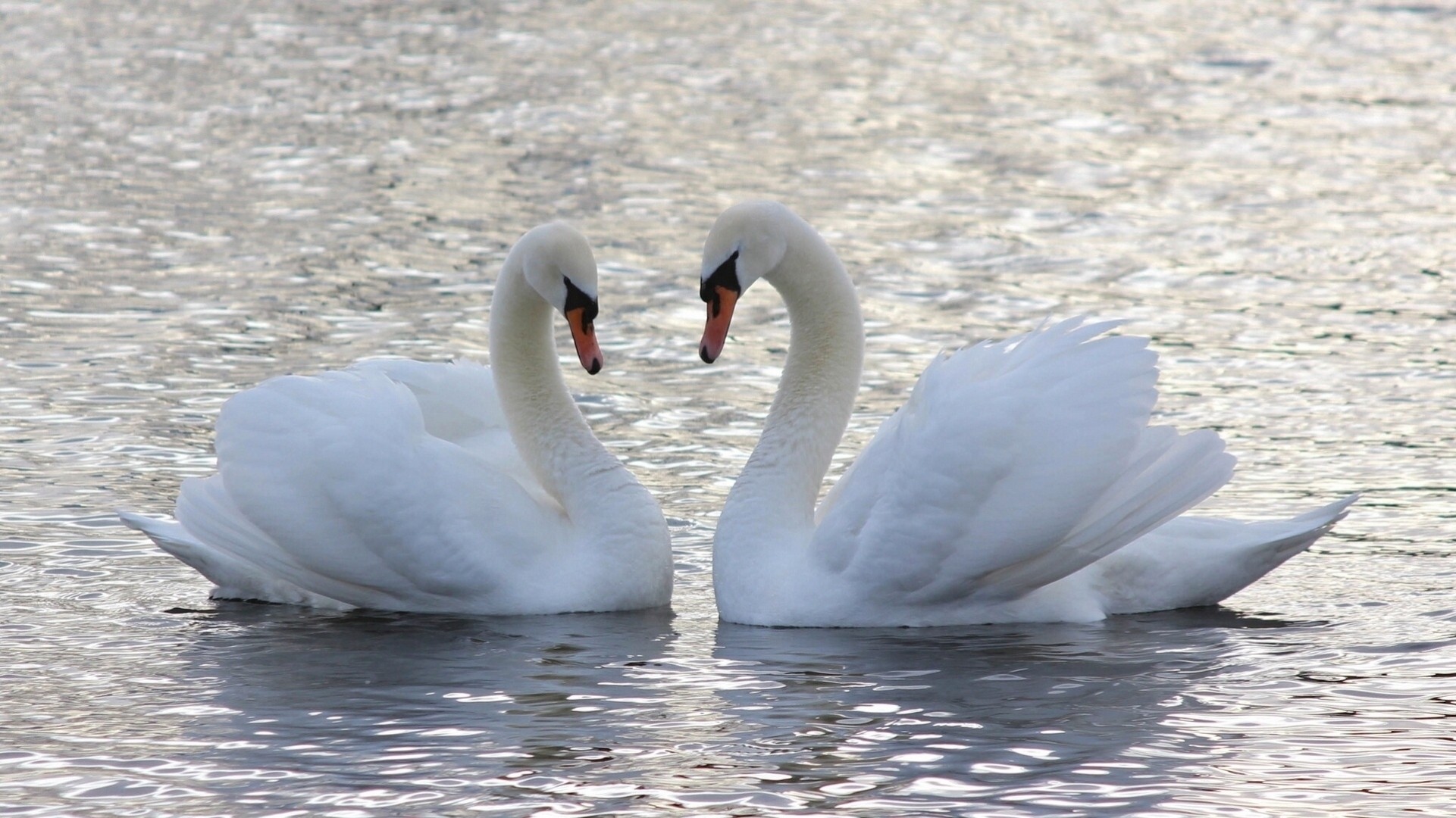 amor cisnes pareja agua