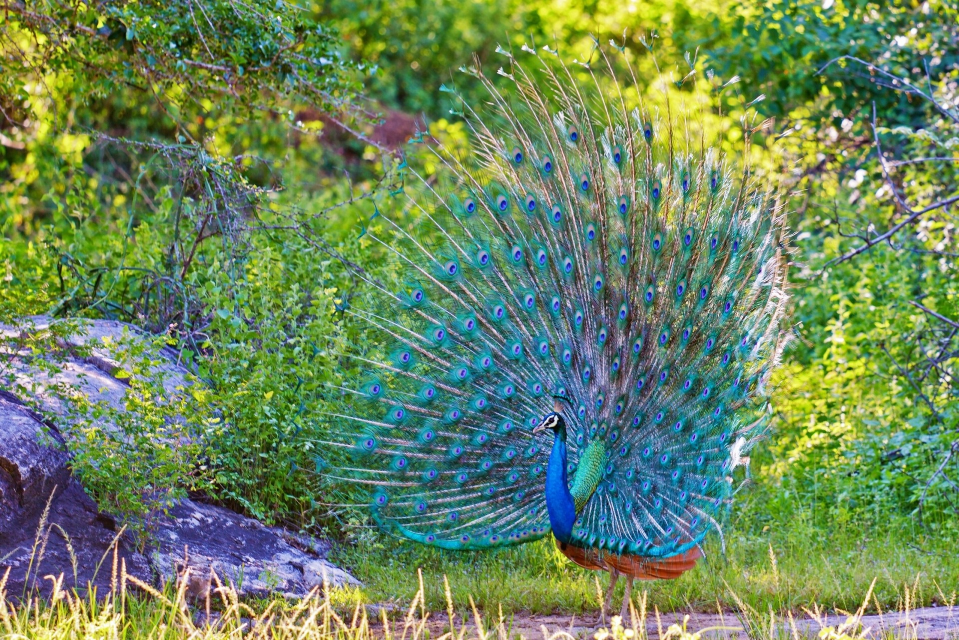 vögel federn pfau schwanz