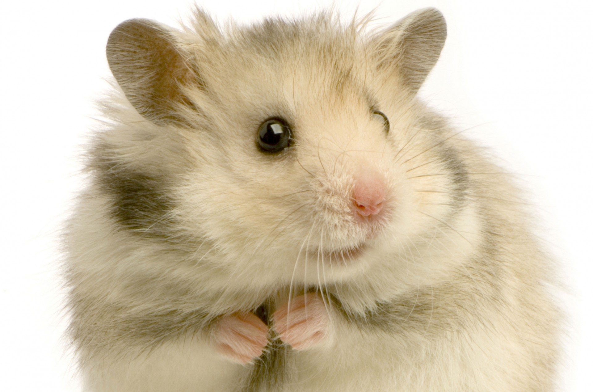 hamster white background rodent pooh