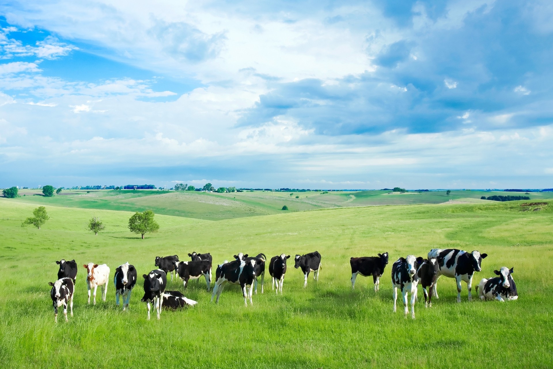 campo vacas naturaleza