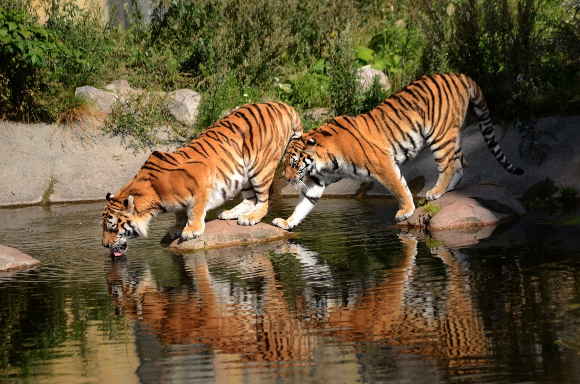 tigers watering wild cat