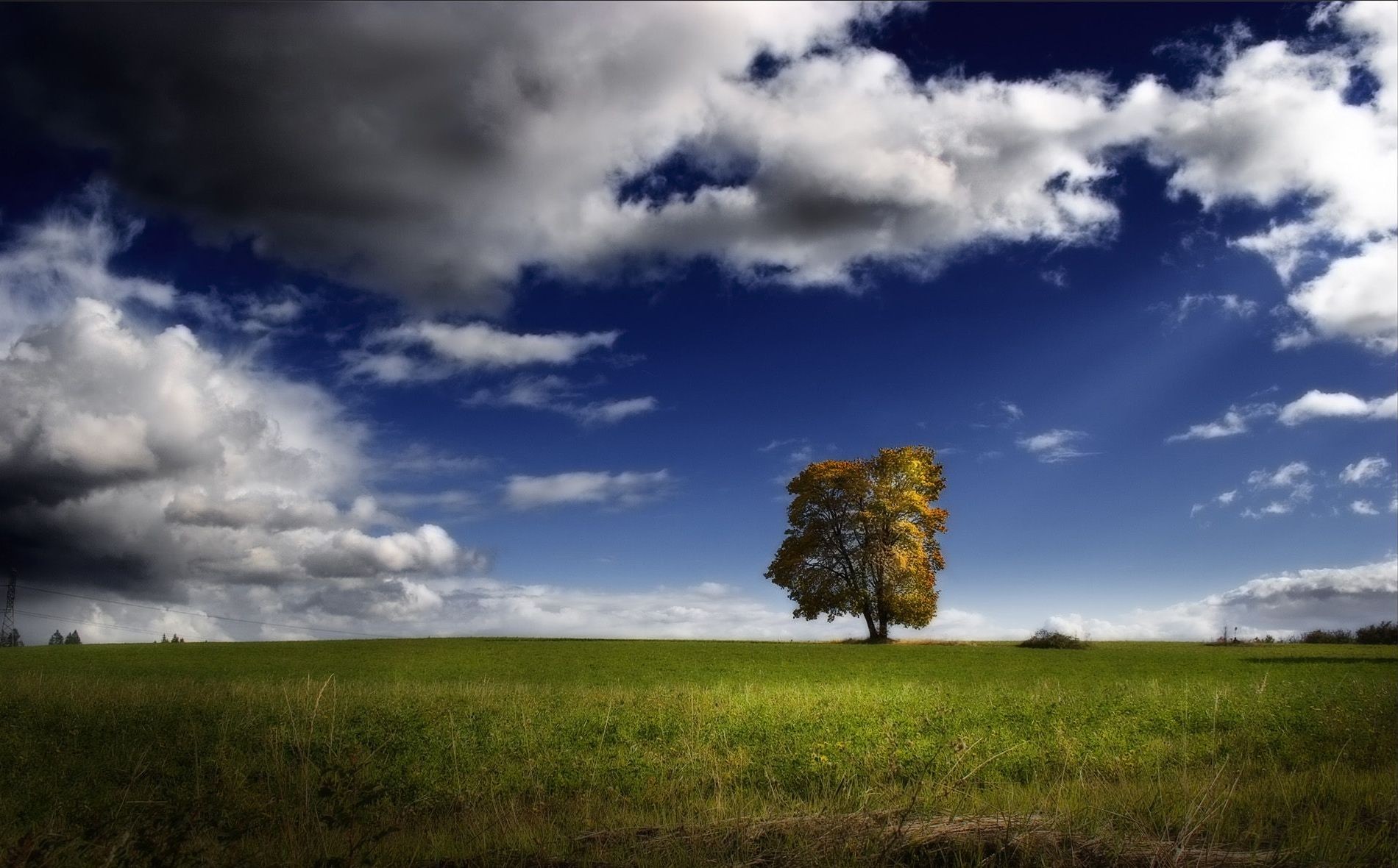 arbre ciel champ