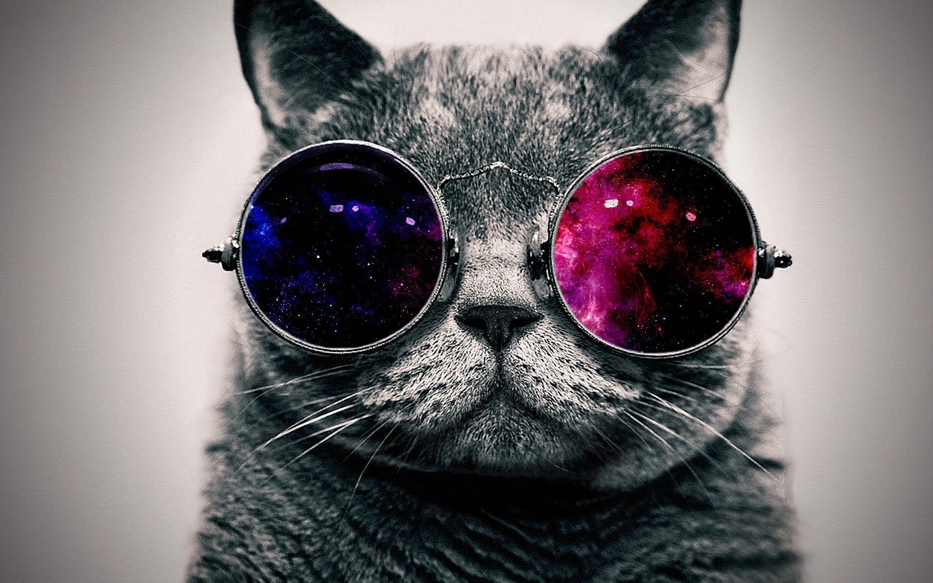 creatividad gafas de sol gato