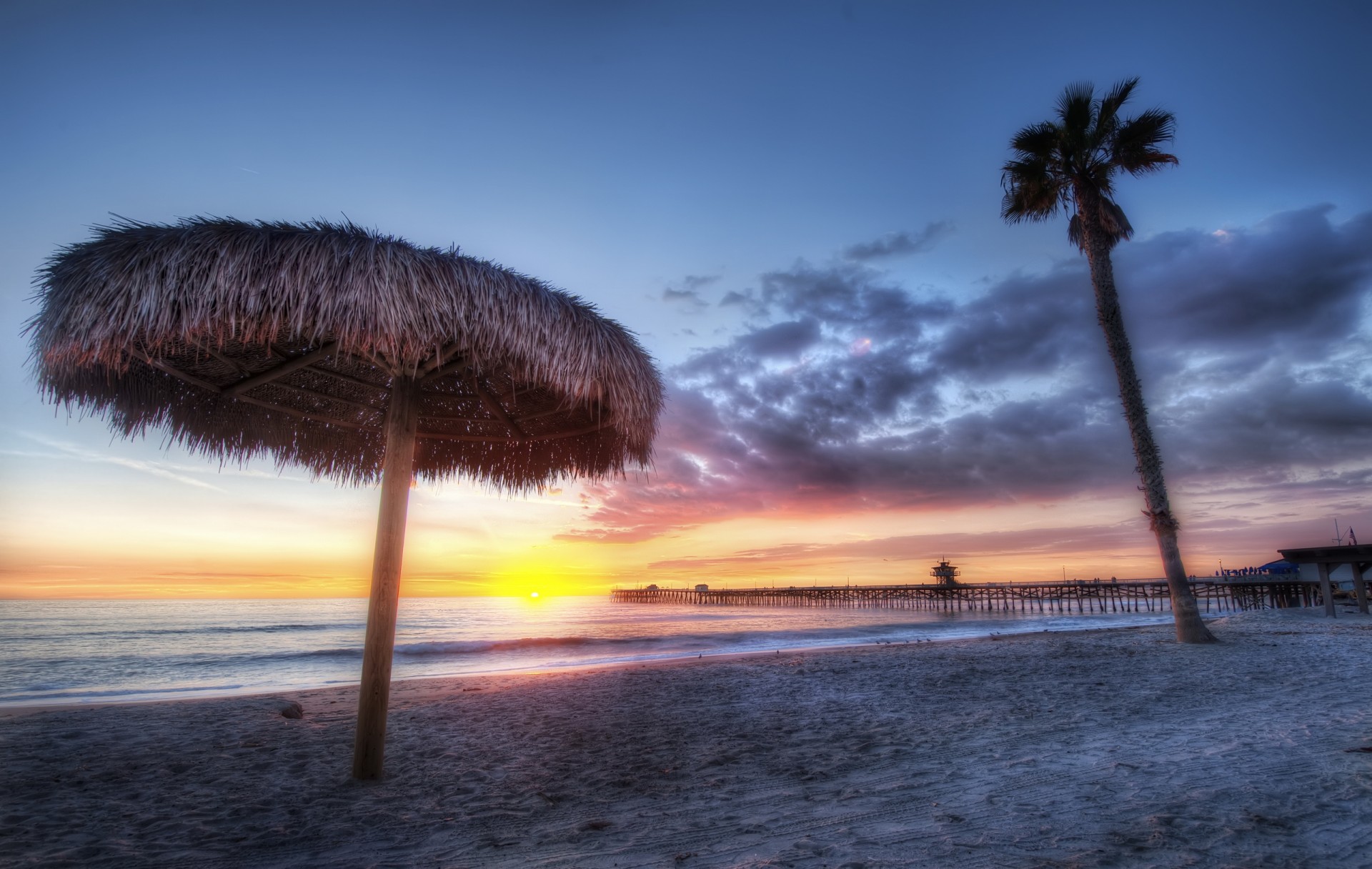 beach sunset shore palm tree