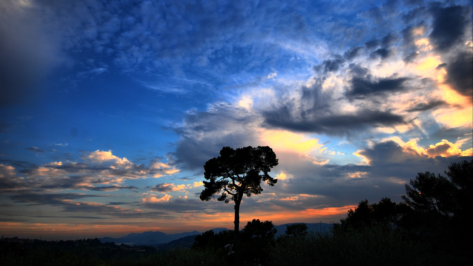 árbol noche nube