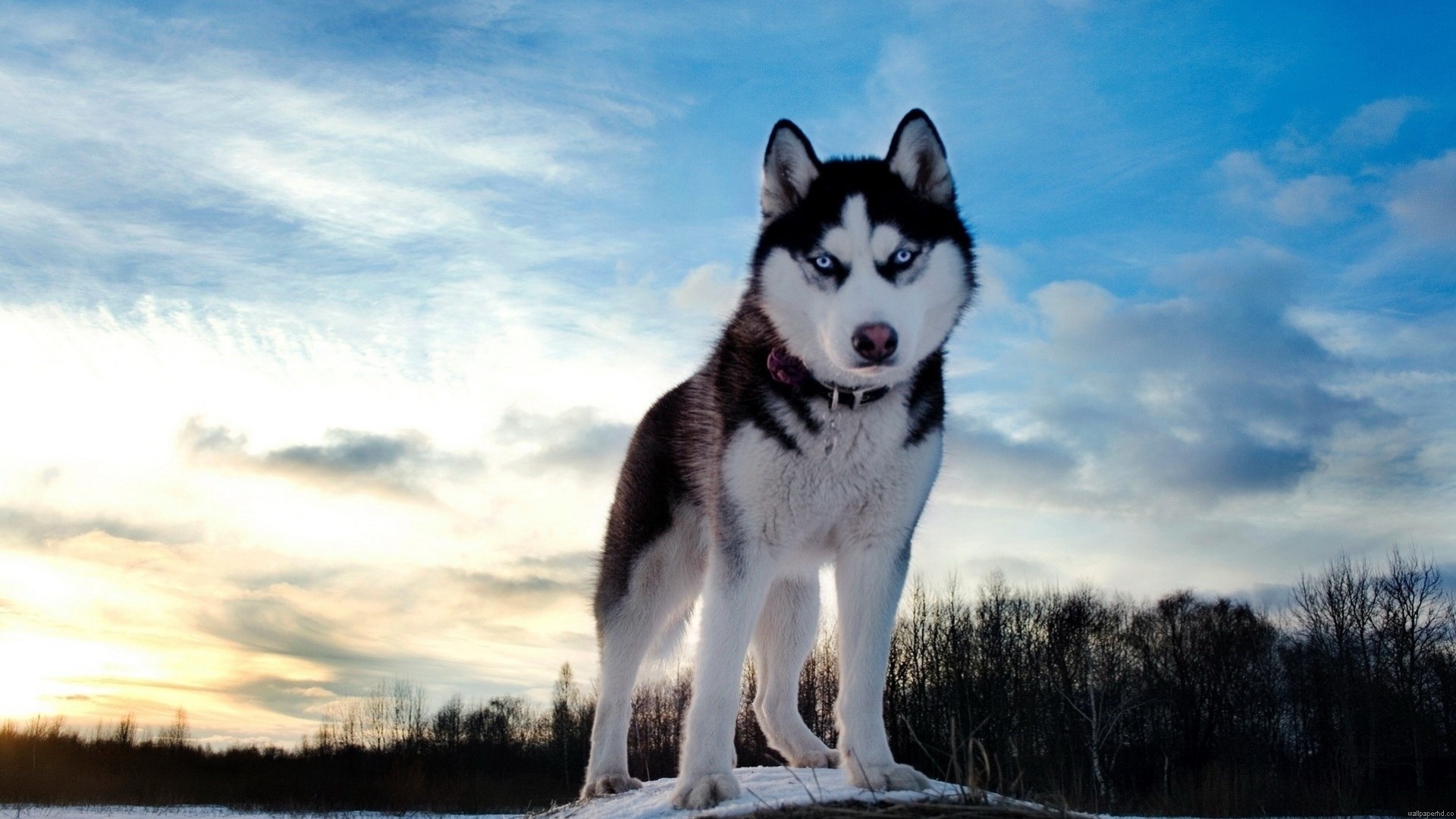 dog sky laika other clouds husky