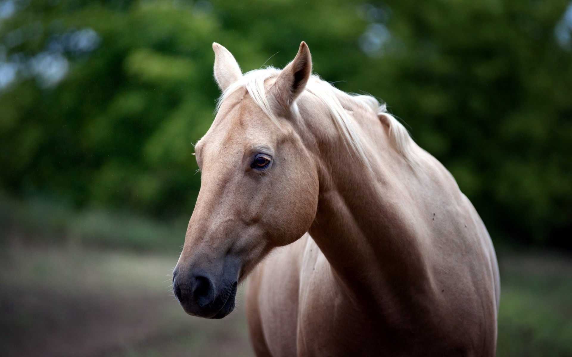 cheval dents vue