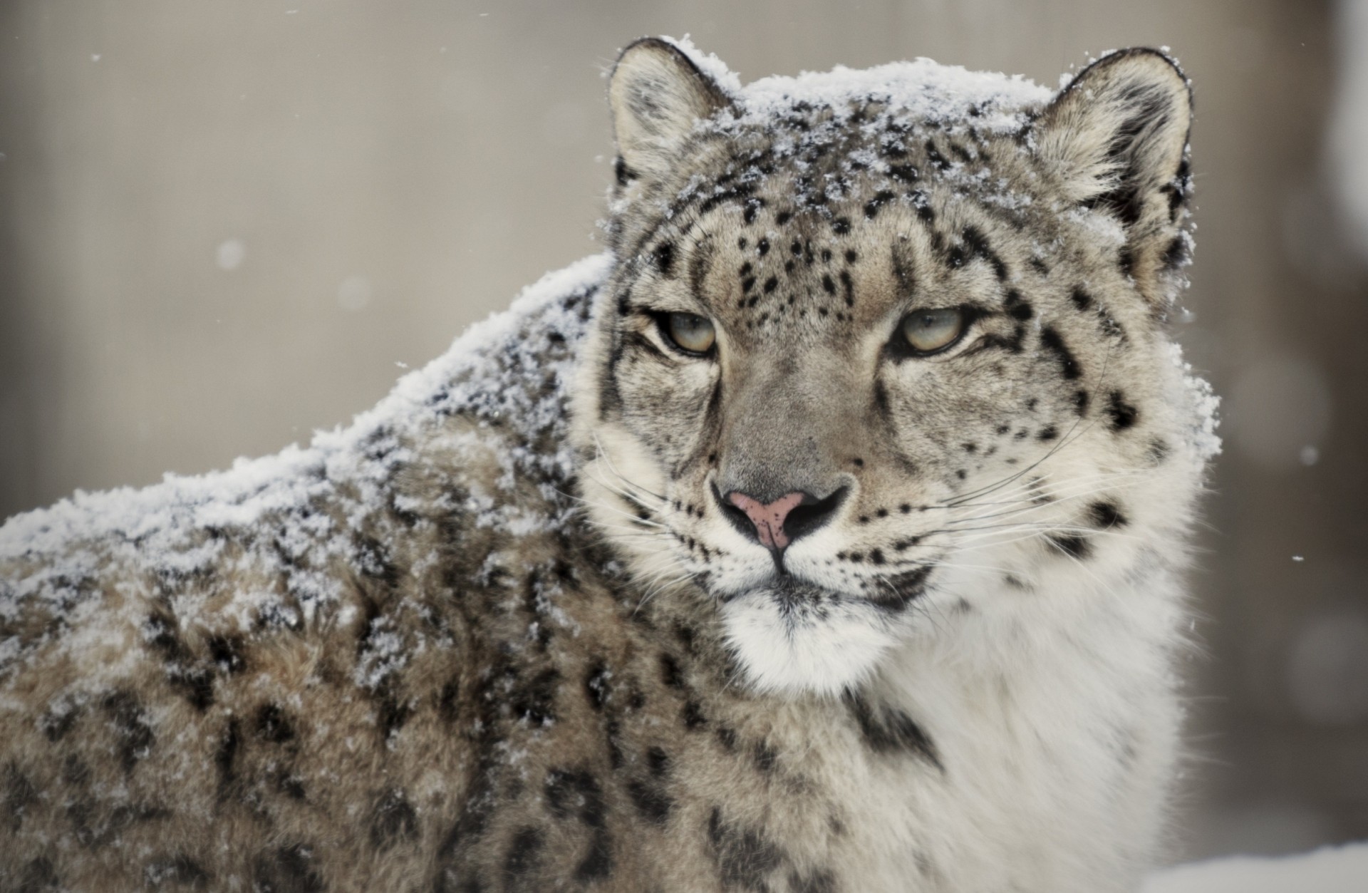 wildkatze tier zähne leopard