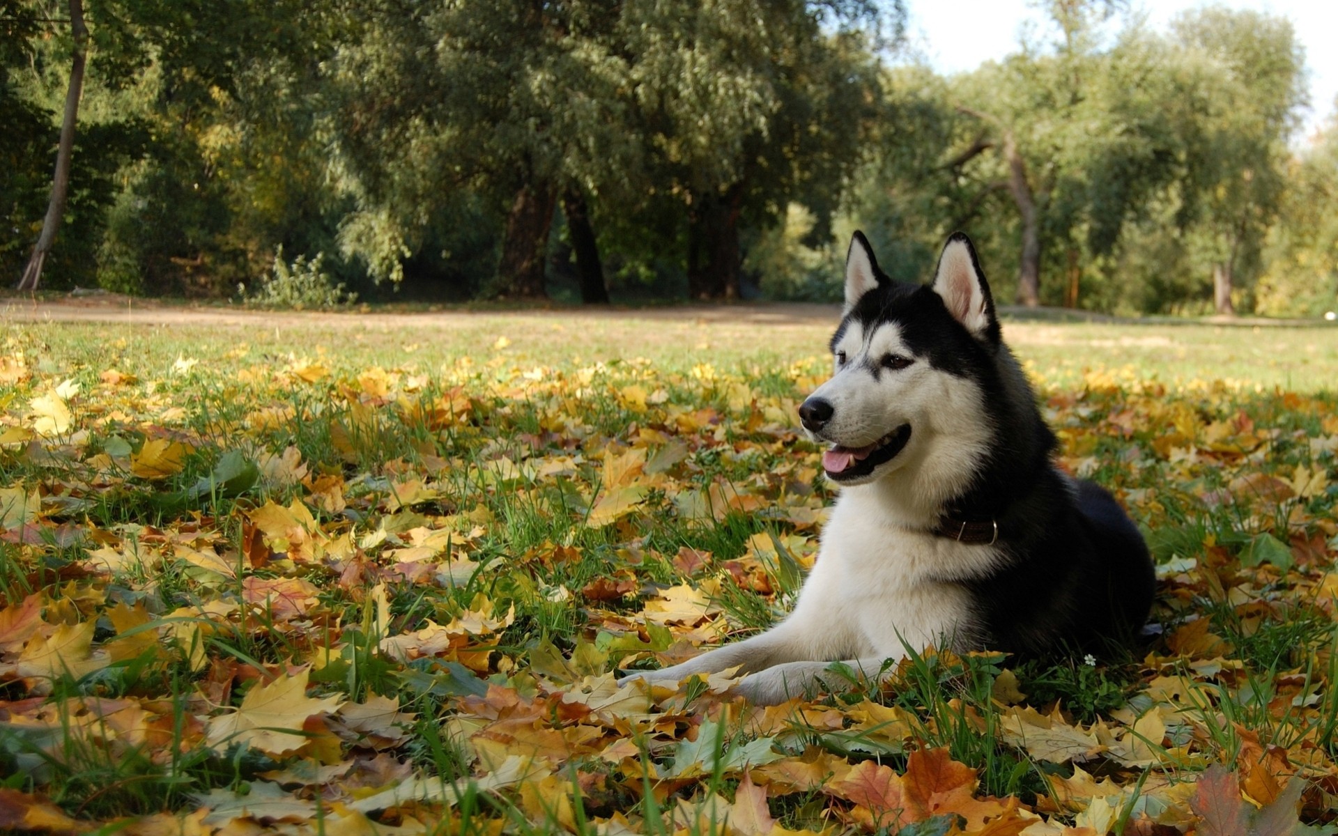 feuille nature forêt race husky chiens automne