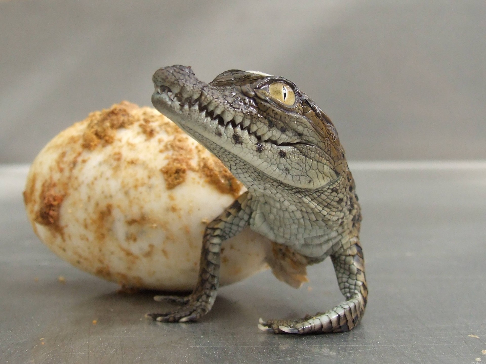 crocodile egg birth