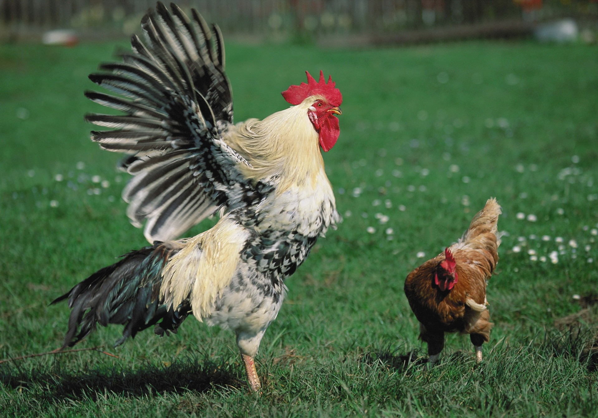 grass chicken rooster