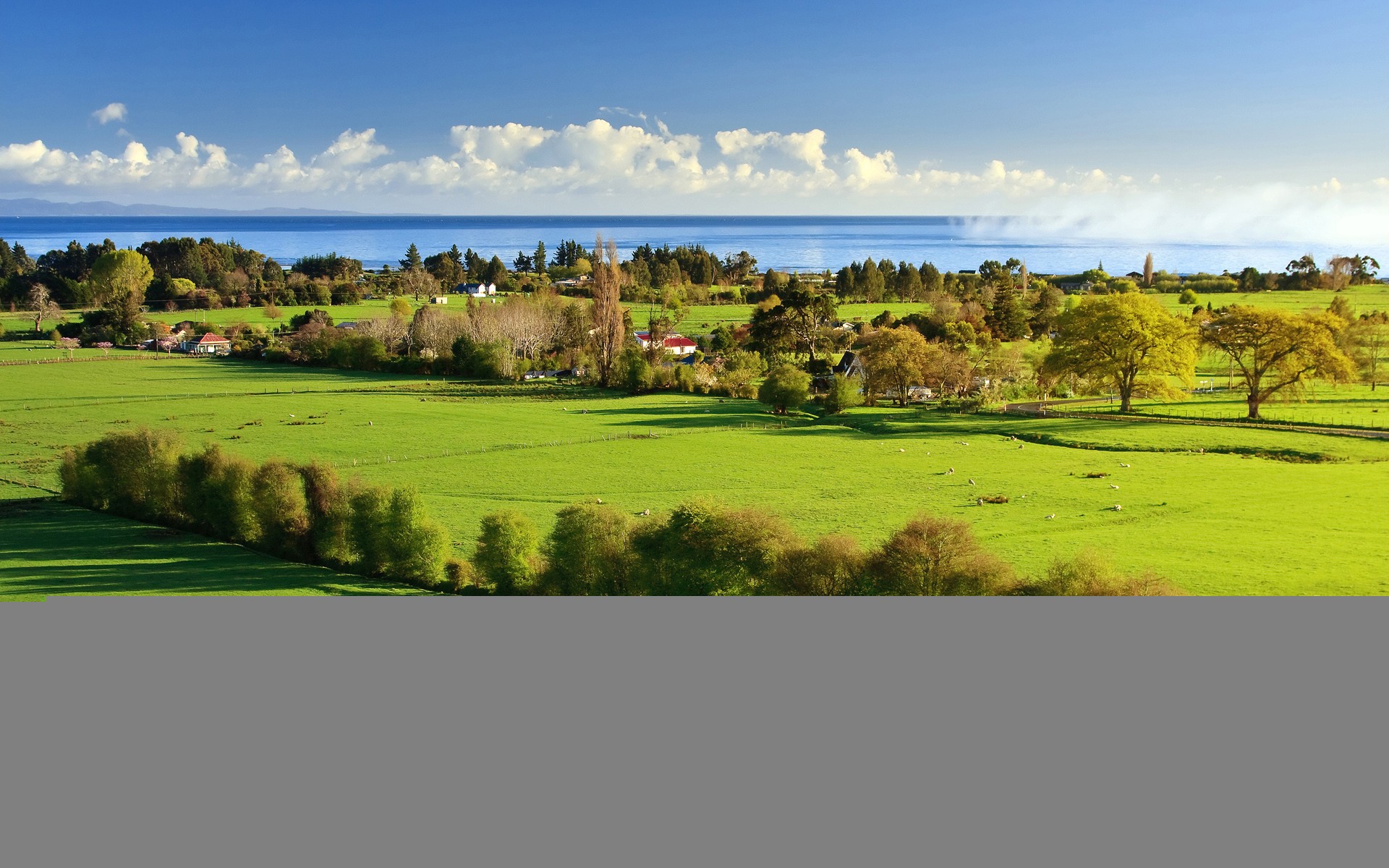 green grass tree sea