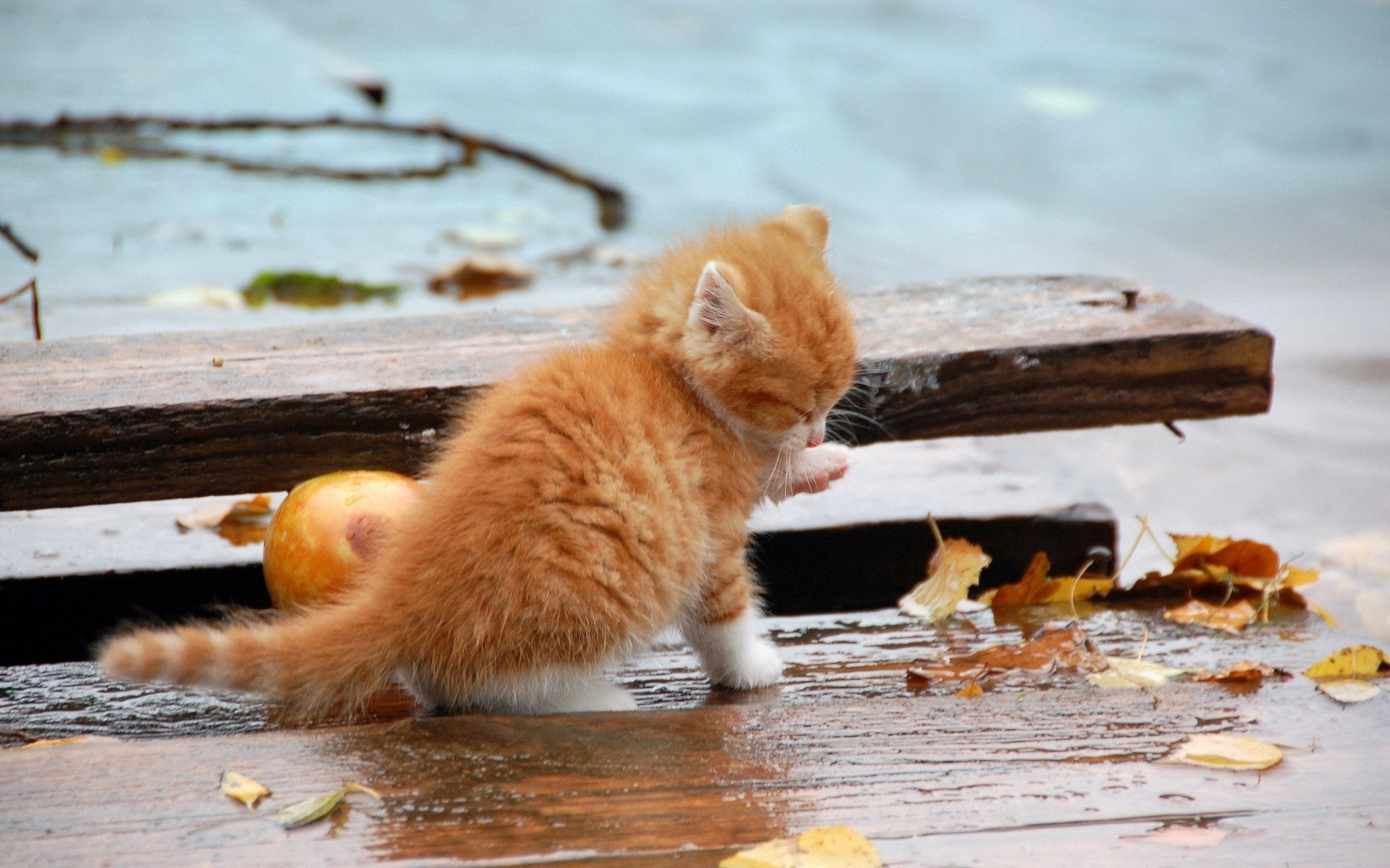 blatt reflexion katzen situationen kinder herbst kätzchen