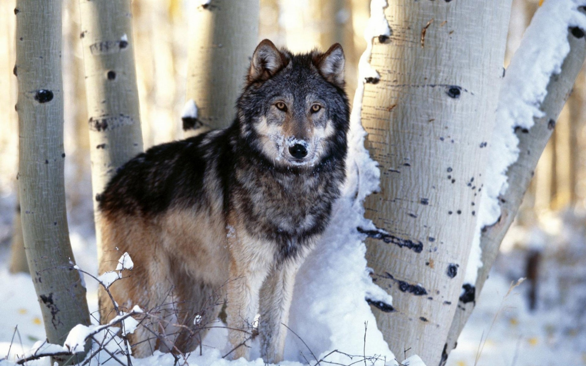 wolf tree snow