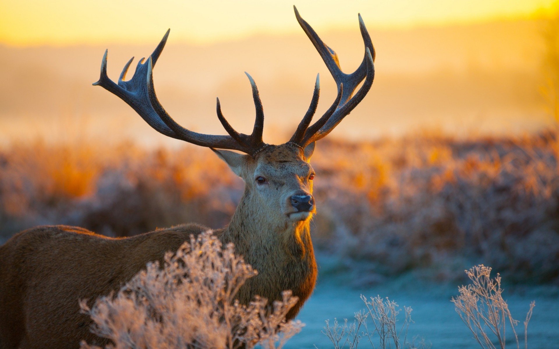 zähne äste hirsch sonnenlicht hörner