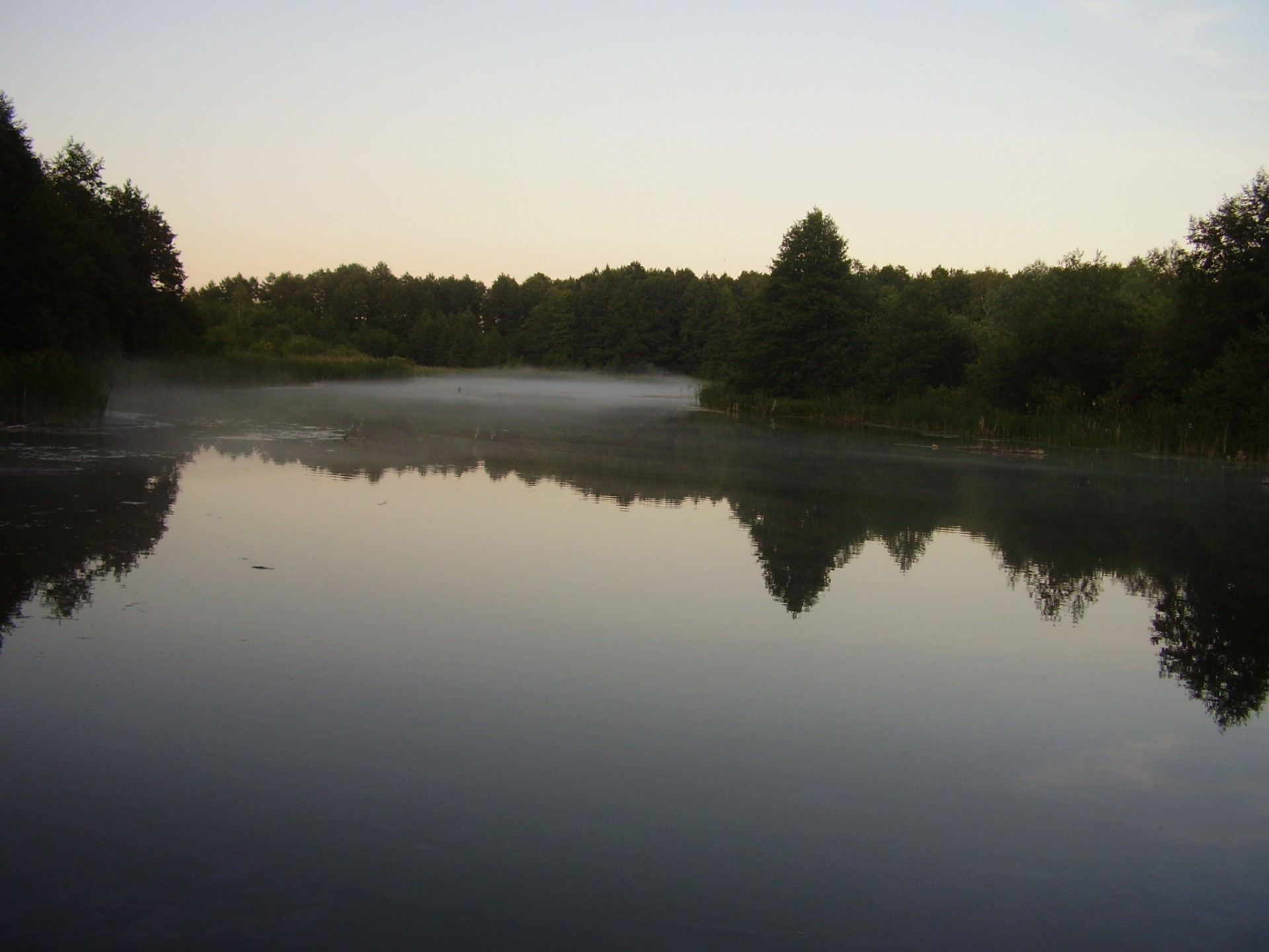 paesaggio natura foresta lago