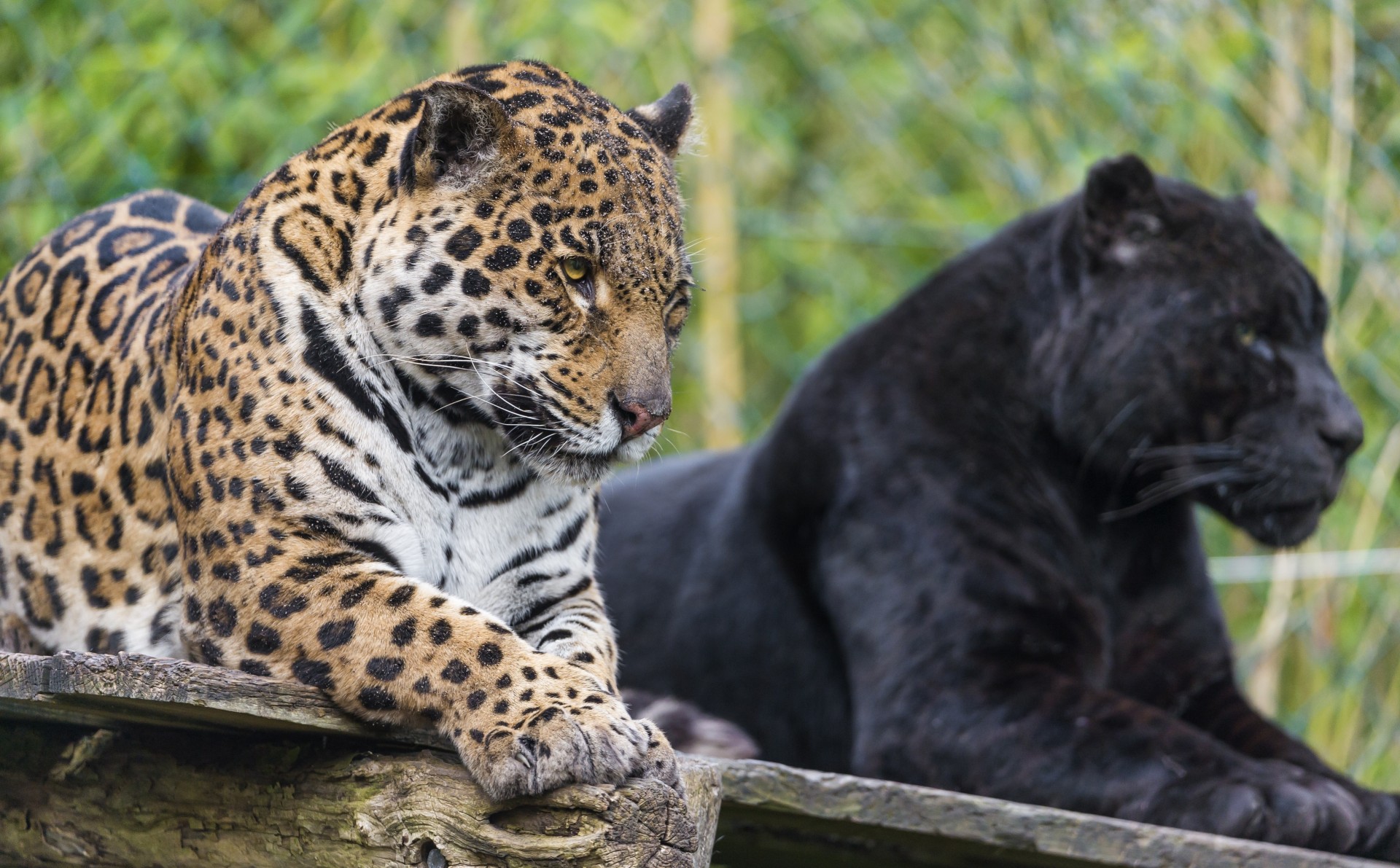 wildkatzen jaguar jaguare panther schwarzer jaguar