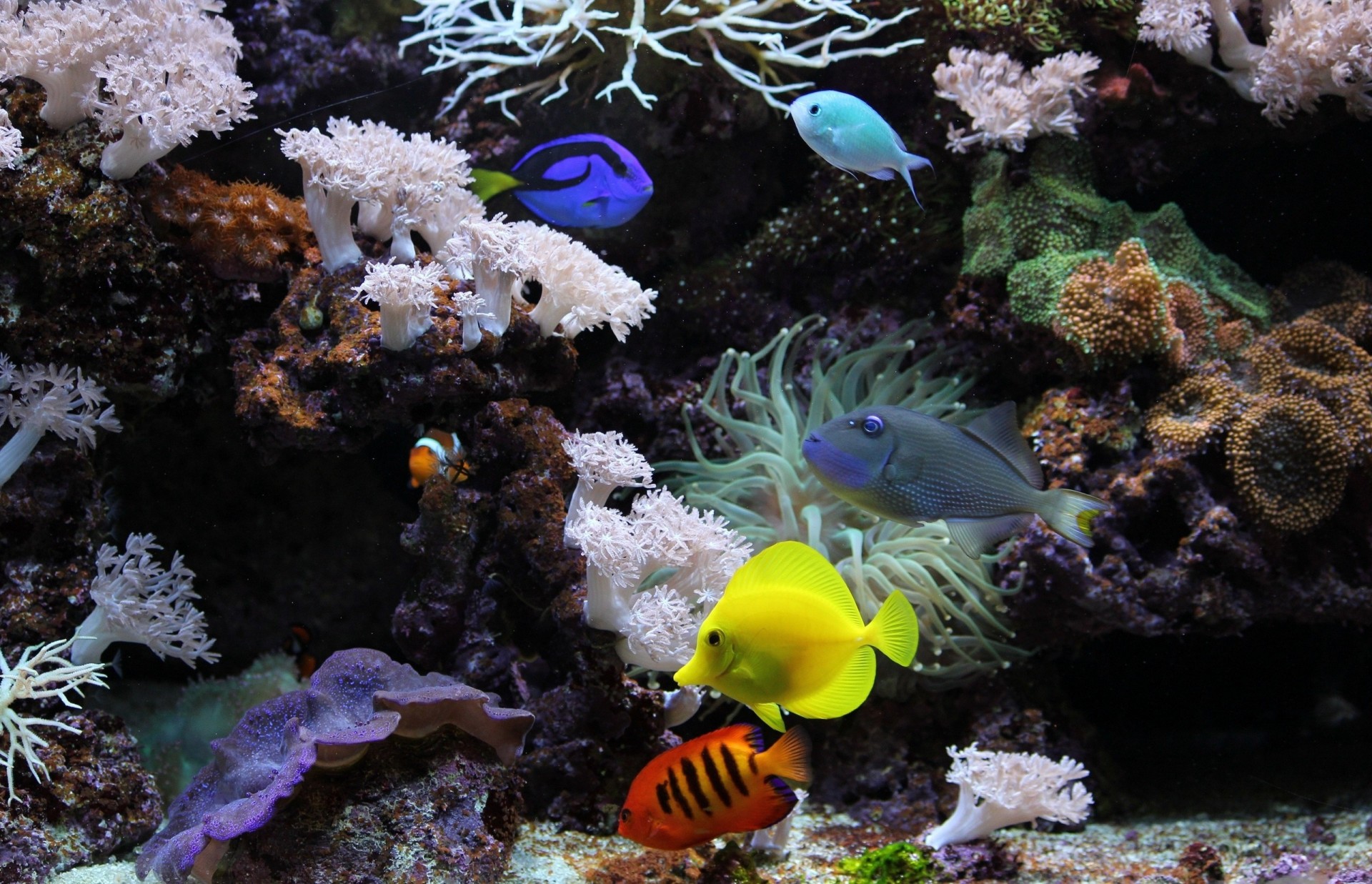 aquarium underwater fish coral