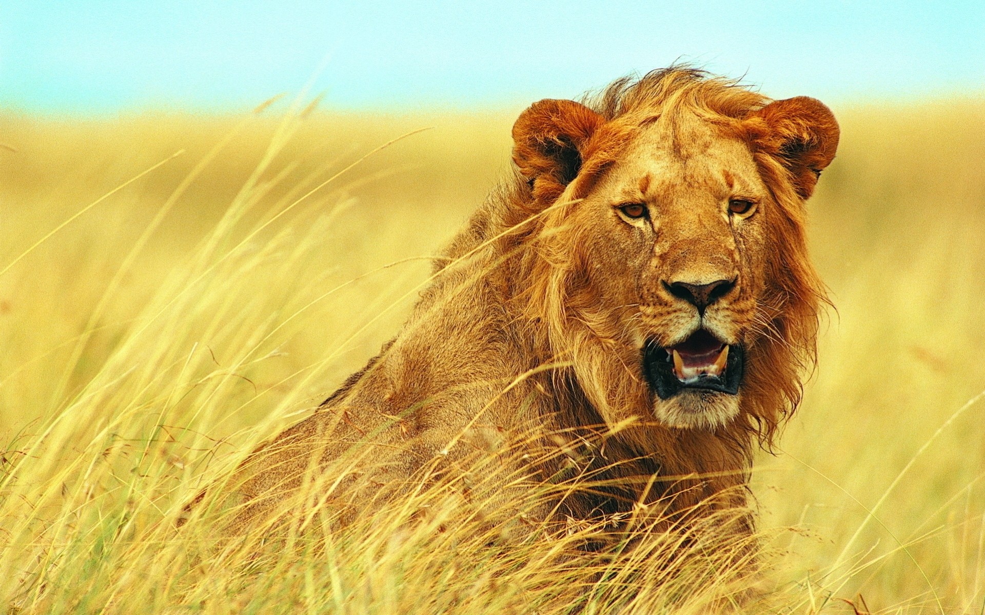 áfrica naturaleza depredadores león especie