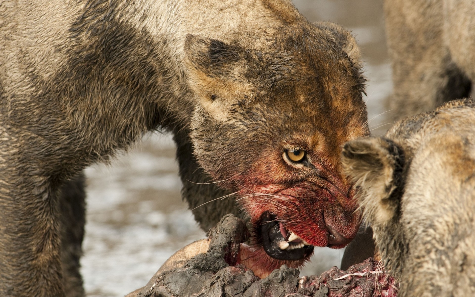 dientes leona agresión presa animales sangre