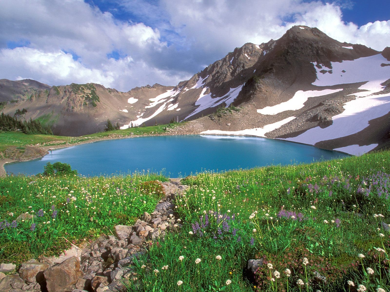 mountain lake flower